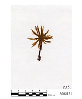 藏品(暖地大葉苔)的圖片